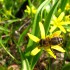 „Wilanowskie pszczoły w kontekście społeczno-przyrodniczym” – relacja z debaty