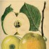 Kosztele, ulubione jabłka królowej Marysieńki