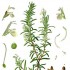 44_rosmarinus officinalis rozmaryn lekarski.jpg