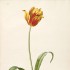 Historia uprawy tulipanów w Europie