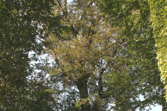 EOG_Drzewa pomnikowe5, Lipa drobnolistna, Tilia cordata, fot. fram.com.jpg