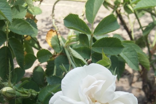 Rosa alba Maxima 2016.jpg