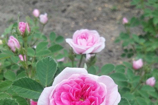 Rosa centifolia Rose de Meaux 2016.jpg