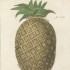Atlas roślin rodzimych i obcych: Johann Philipp Breyne, jego córki i szlachetny ananas