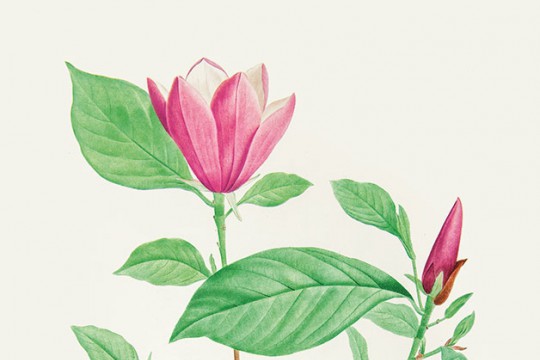 P.F. Legrand wg Pierre’a-Josepha Redoutégo, magnolia purpurowa