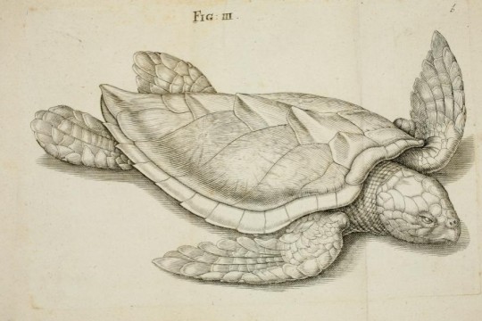 Ilustracje eksponatów przyrodniczych oraz żywych roślin i zwierząt jako uzupełnienie wczesnonowożytnych kolekcji naturalistycznych: „museo cartaceo”