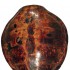 Wota Sobieskich. Tarcza (lub materiał na tarczę) ze skorupy żółwia z klasztoru paulinów na Jasnej Górze