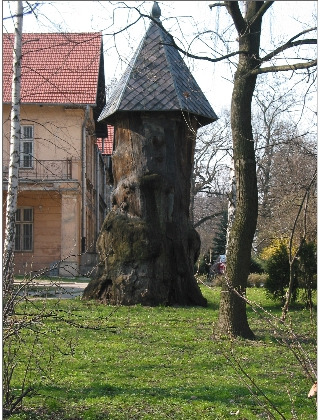Zdjęcie współczesne. Przedstawia gruby pień drzewa nakryty strzelistym dachem. W tle zabudowania współczesne. Jest to miejsce w Parku im. Erazma Jerzmanowskiego w Krakowie, gdzie znajduje się “Dąb Pałacowy”, pochodzący z przełomu XVI i XVII wieku. Według legend odpoczywał pod nim król Jan III przebywający w Krakowie przed wyprawą wiedeńską. Dąb w 1970 roku został trafiony piorunem, ocalał jedynie pień, który przykryto daszkiem i wykorzystano jako schowek na narzędzia ogrodnicze.