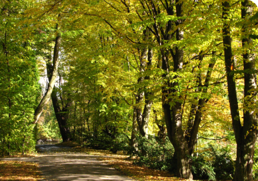 Fragment alejki otoczonej drzewami. Wczesna jesień.