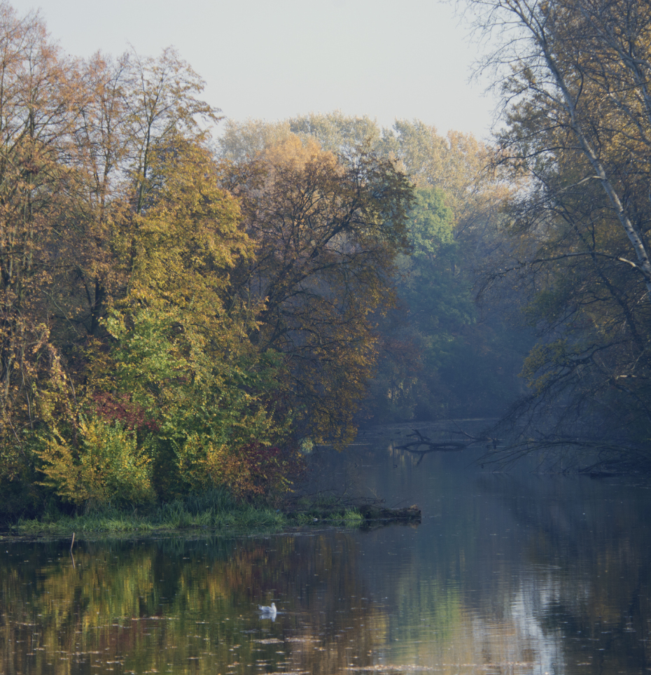 Widok na Morysin. Na pierwszym planie rzeka lub staw, w te zarośla i drzewa. Aura jesienna.  