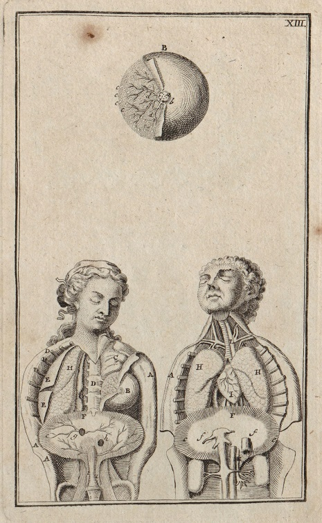 Rycina anatomiczna. Przedstawia mężczyznę i kobietę stojących obok siebie, którzy mają zamknięte oczy. Na rysunkach ukazane są ich wnętrzności. Powyżej, nad ich głowami okrągły przedmiot.