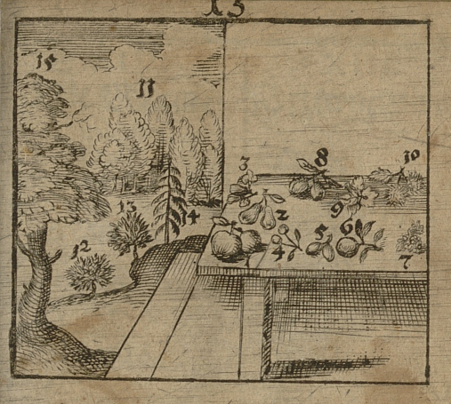 Grafika przedstawia stół na którym leżą owoce opisane cyframi. Są to jabłka, gruszki, wiśnie, śliwki, cytryna, orzechy. Stół stoi na podniesieniu. Po lewej stronie drzewa opisane cyframi i chmury. Jest to ilustracja z elementarza Jana Amosa Komenskiego. 