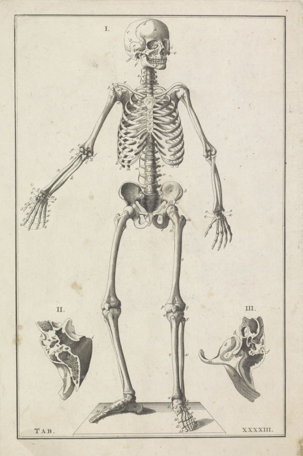 Tablica anatomiczna z przedstawieniem szkieletu ludzkiego. 