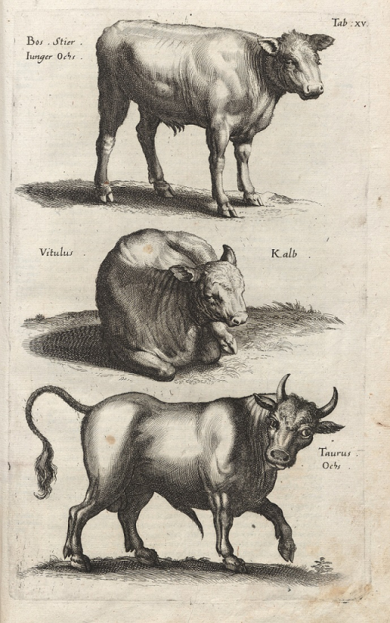 Grafika przedstawia zwierzęta. Na samym dole kompozycji ukazany jest byk w ruchu. Powyżej leży krowa. Na szczycie kompozycji stoi krowa. Są to bardzo dokładne szczegółowe rysunki. Jest to rycina „Krowy” z dzieła Jana Jonstona. 