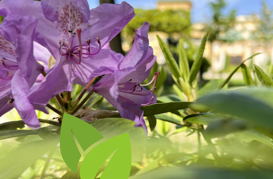 Zdjęcie przedstawia rododendrony i fragment Pałacu Wilanowskiego w tle. 