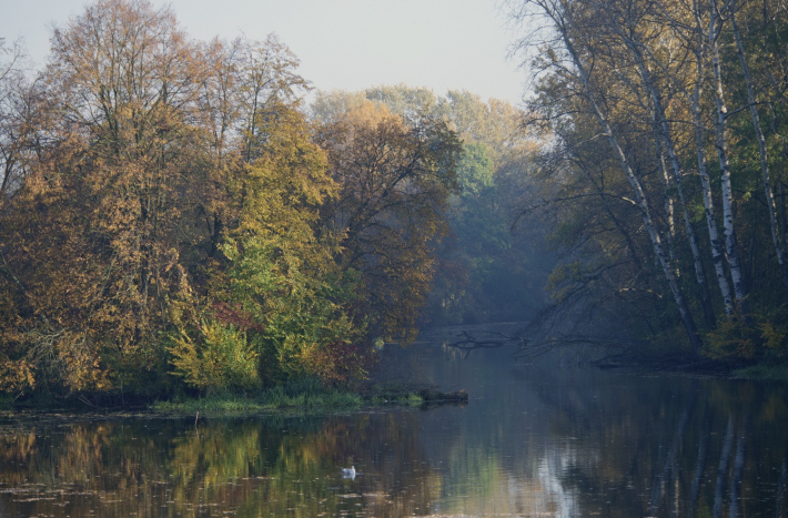 Las nad wodą