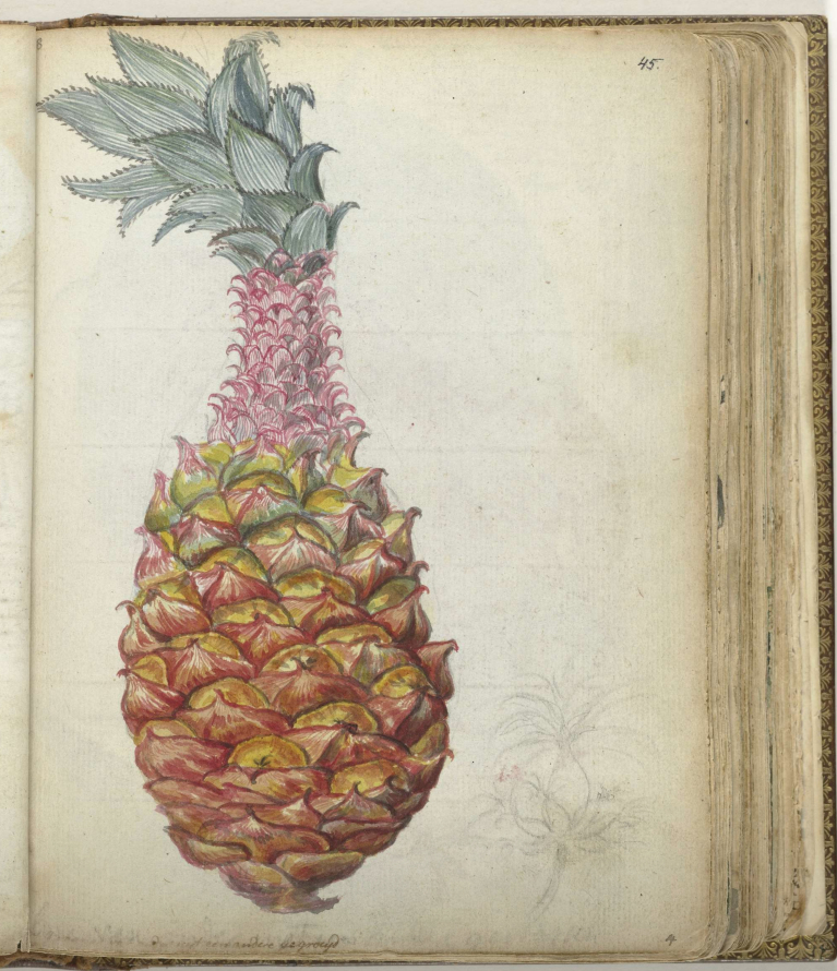 Rycina z przedstawieniem ananasa - owocu z bujnymi liśćmi, na osiemnastowiecznej grafice